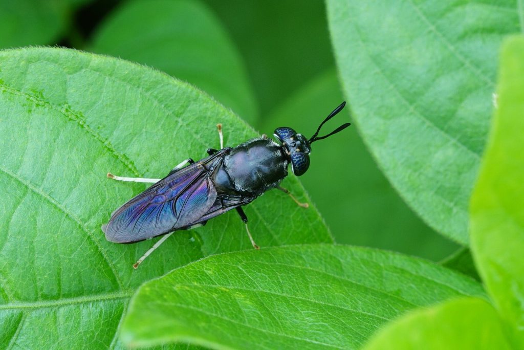 Adult black soldier fly resting on a leaf