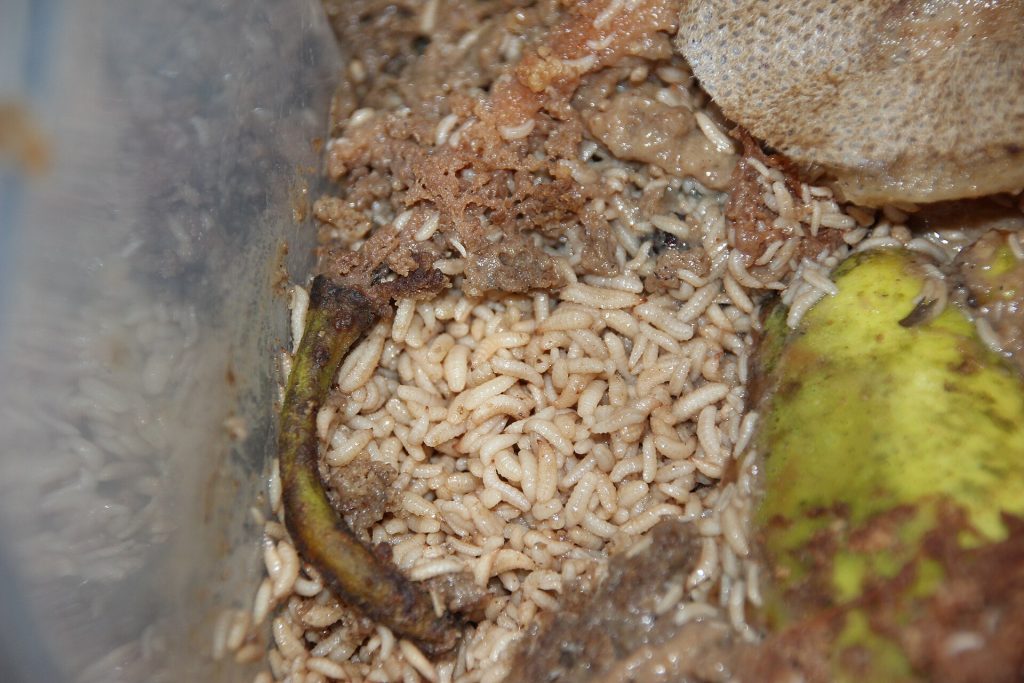 Black soldier fly larvae being cultivated in a rearing tray