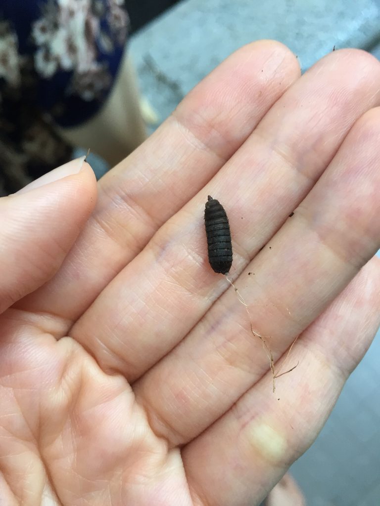 Black soldier fly pupa held in the palm of a hand