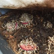 Bigger is greener: industry leaders say scale is shrinking insect protein’s carbon footprint