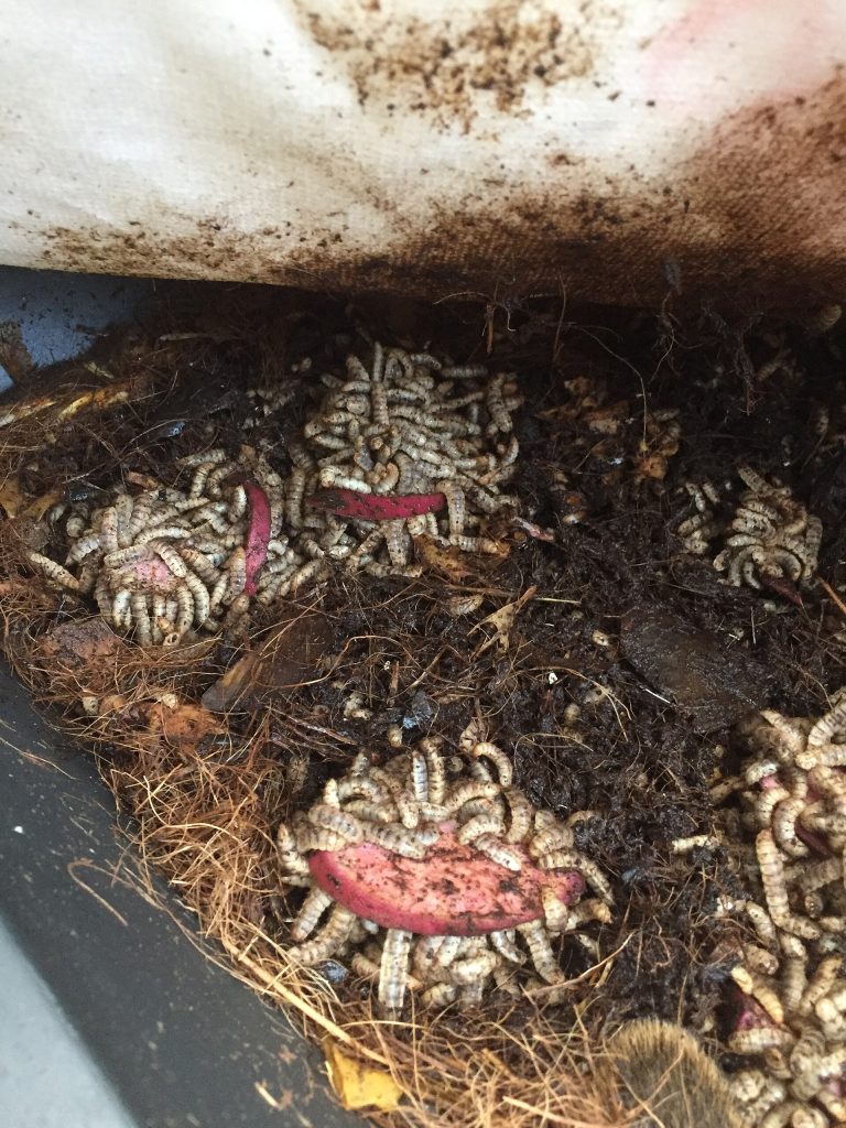 Black soldier fly larvae feeding on yam and vegetable scraps
