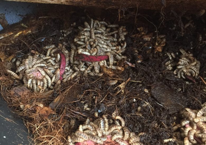 Black soldier fly larvae feeding on yam and vegetable scraps
