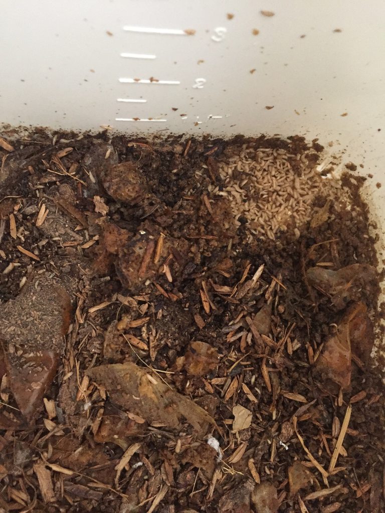 Young black soldier fly larvae about seven days old