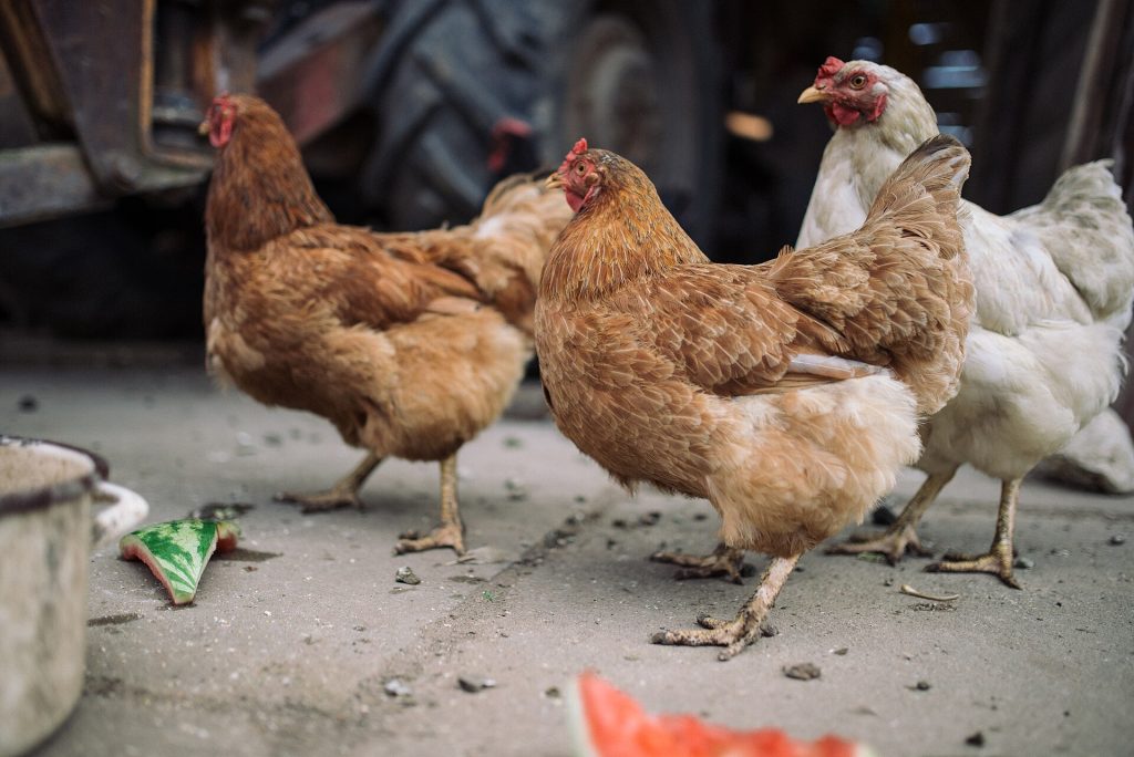 Free-range hens foraging on a small farm