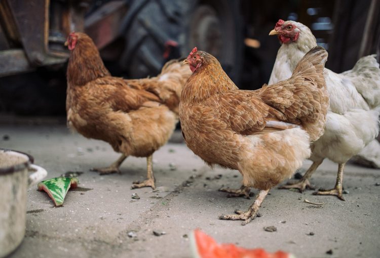 Central Province poultry farm halves feed costs with black soldier fly, wins Innovation PNG award