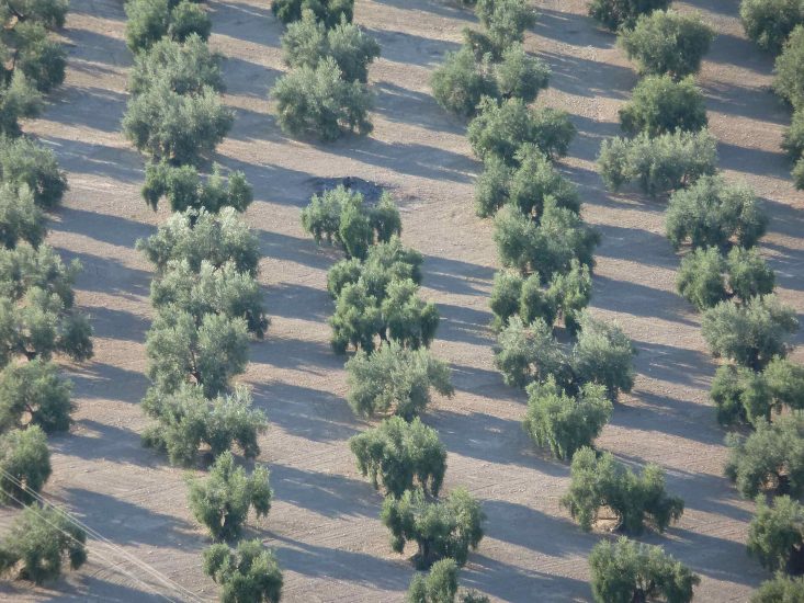 From olive waste to insect protein: Spain’s InsectBiotech raises €7.2 million for BSF plant