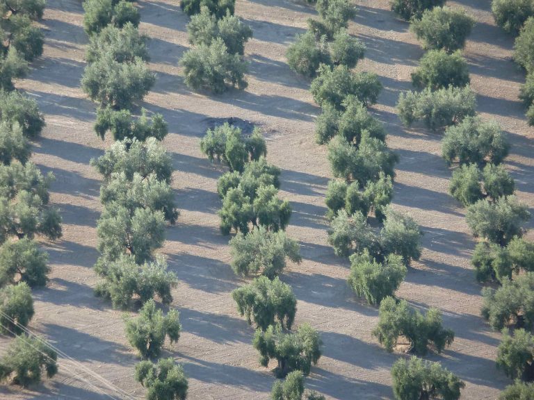 Olive groves in Andalusia, Spain