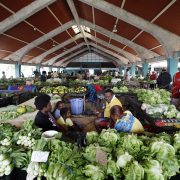 Pacific neighbours scale up: Fiji’s fly-feed trials enter phase two as Vanuatu builds capacity
